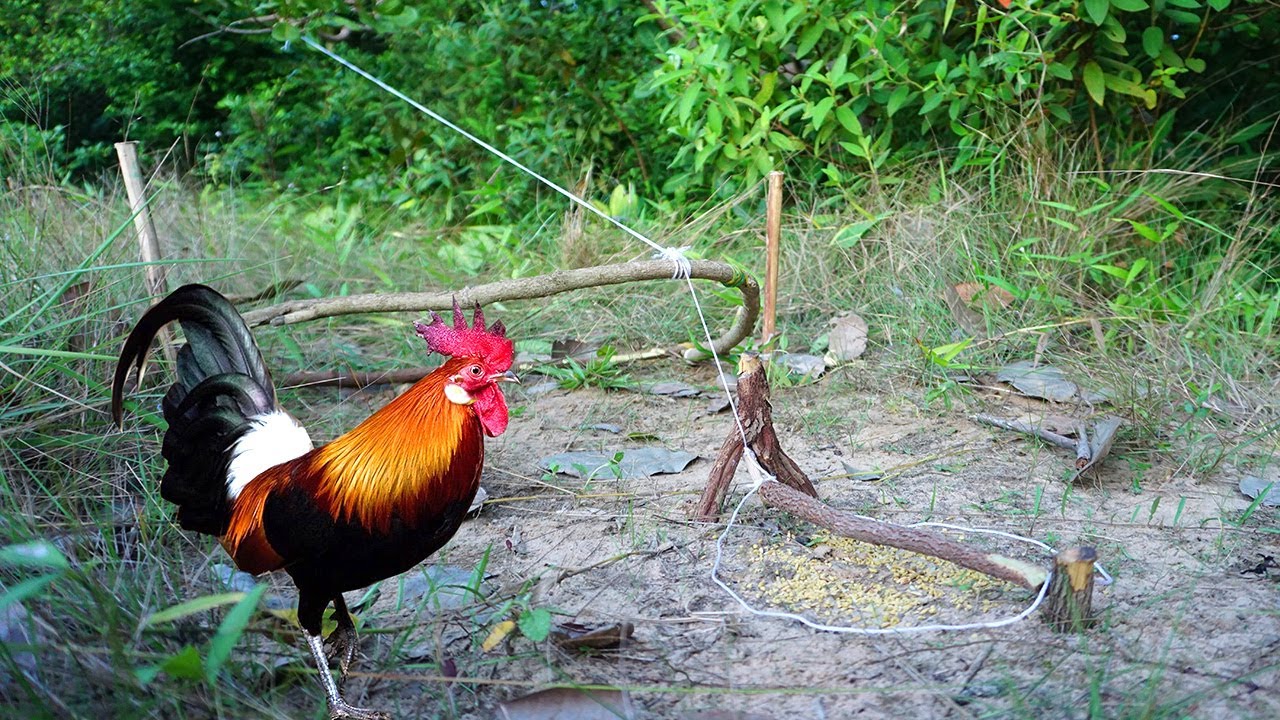 Build simple wild chicken trap using wood | Easy make a wild chicken trap