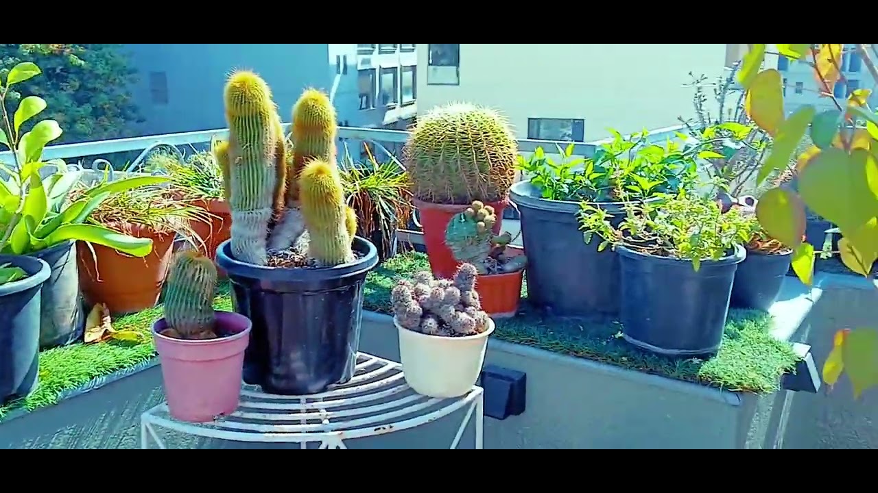 Beautiful garden in jaipur. #viral #viralvideos #garden #pg #homestay #jaipur #visitjaipur #plants 