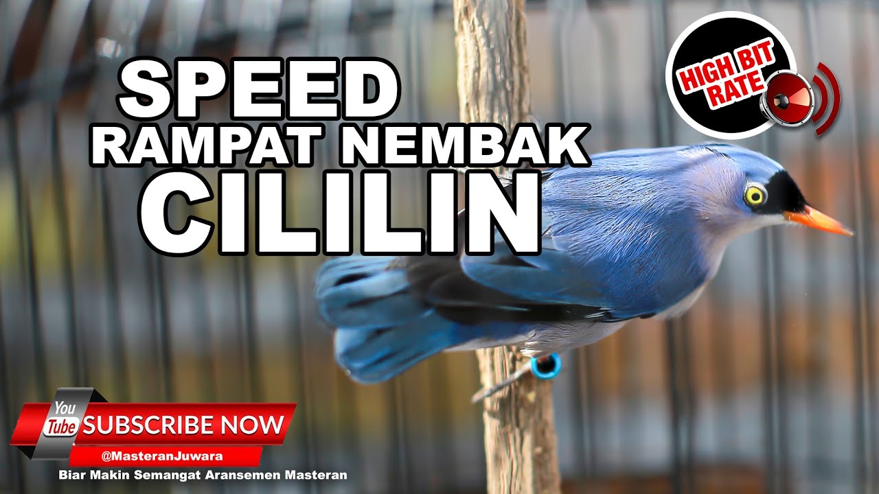 #1 🔴RAMBATAN PARUH MERAH GACOR PANJANG ISIAN CILILIN