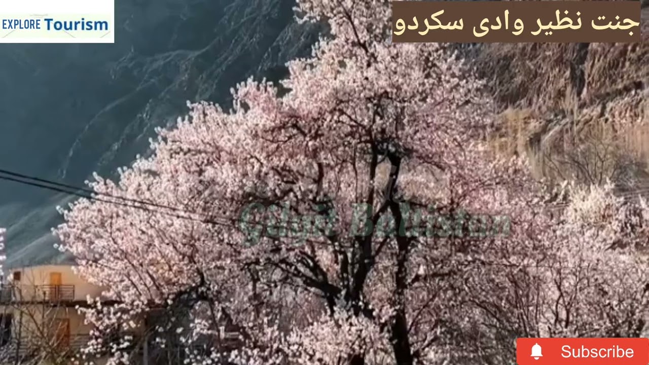 Explore the beauty of Gilgitbaltistan||Pakistan Tourism| Apricot Flowers blossom season||Boom