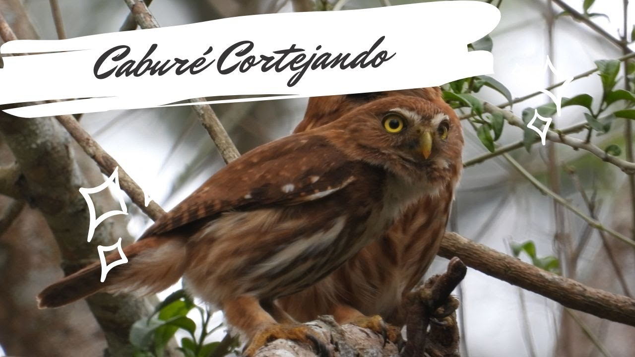 Caburé Cortejando - Glaucidium brasilianum - Ferruginous Pygmy-Owl