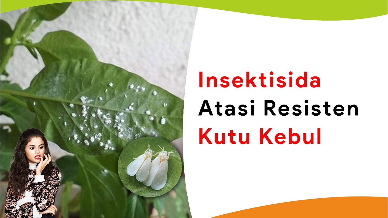 Racikan Insektisida Kendalikan Kutu Kebul yang Sudah Parah dan Resisten