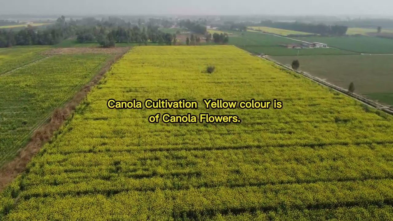 NARC HG1, Desi Gulabi,  Canola and Wheat cultivation at  Golden Spur Farm  (19 Feb 2023)