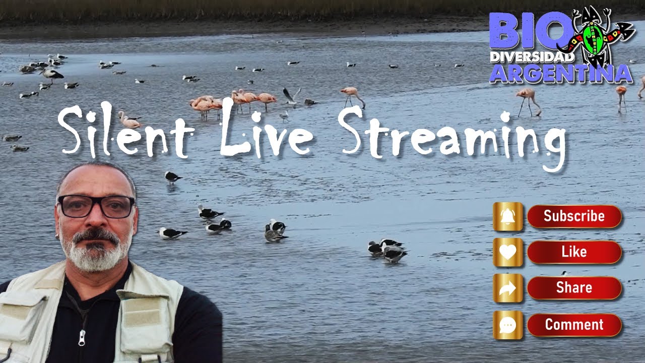 Silent Live Streaming - Buenos Aires - Argentina #relaxing #livestream #argentina