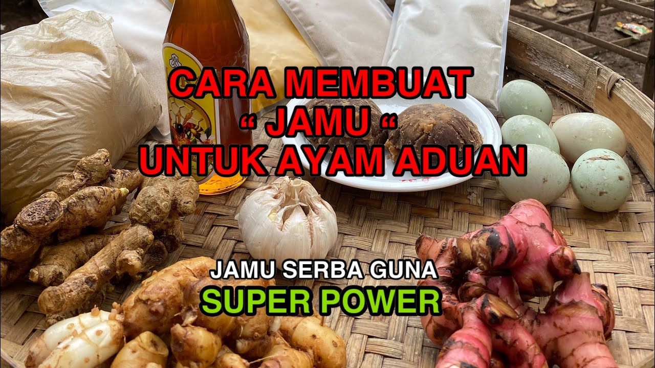 CARA MEMBUAT JAMU AYAM ADUAN‼️TUTORIAL CARA MEMBUAT JAMU AYAM⁉️