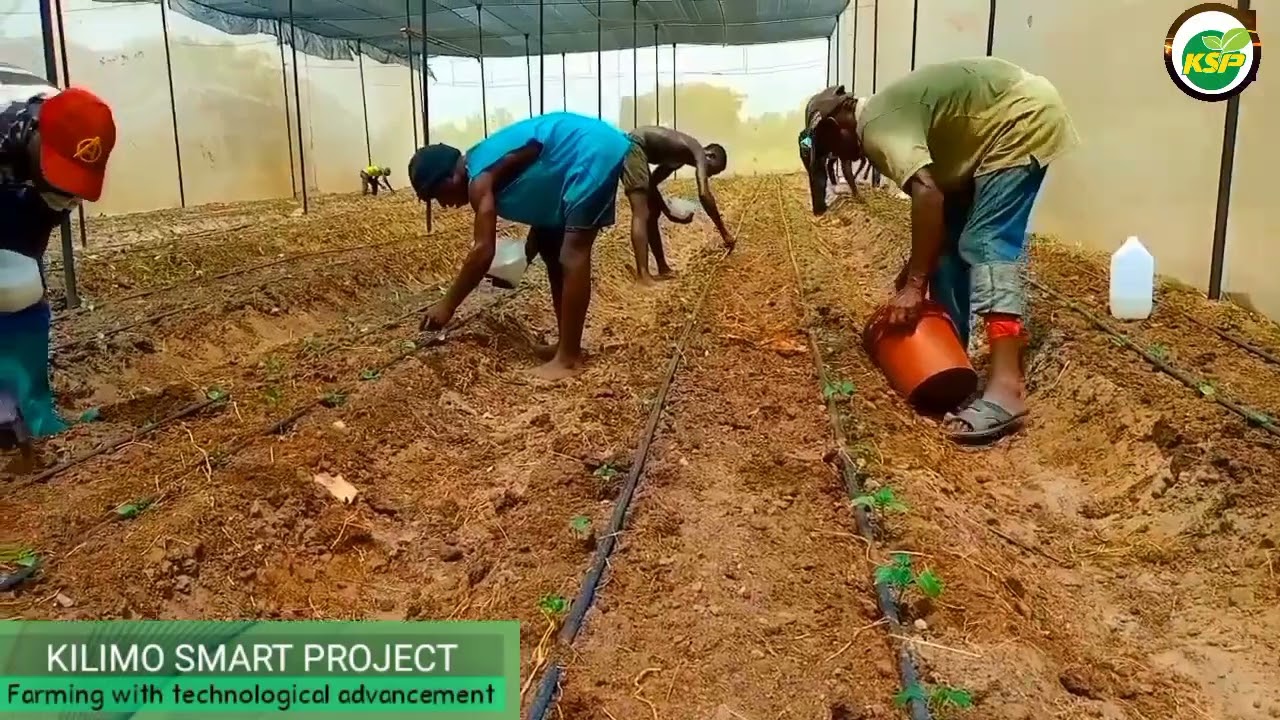 KILIMO BORA CHA PILIPILI HOHO  KWENYE GREEN HOUSE. JIFUNZE KWA KUTIZAMA UONE NI WAPI UNAPOKOSEA.