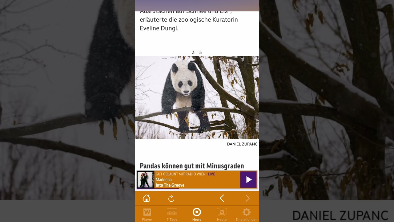 ВЕНСКИЕ ПАНДЫ 🐼 