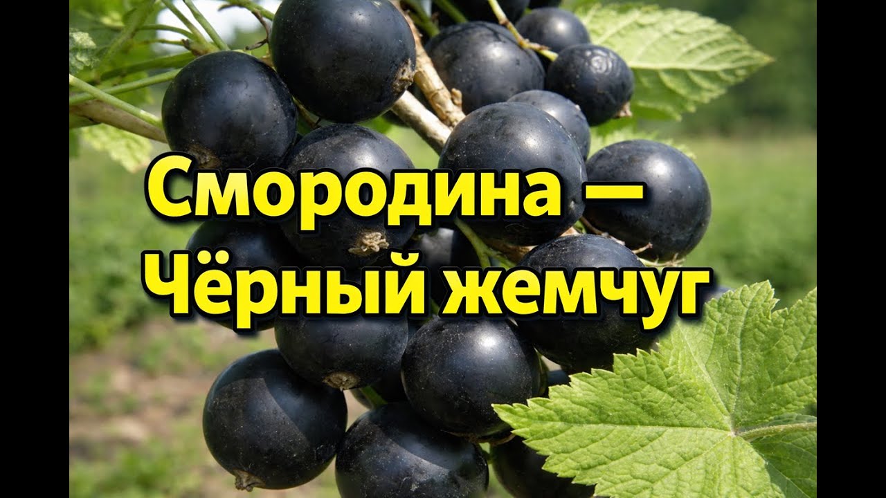 Смородина Чёрный жемчуг — жемчужина вашего сада