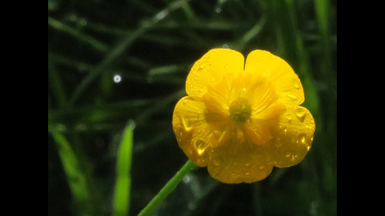 Fiori con le Gocce