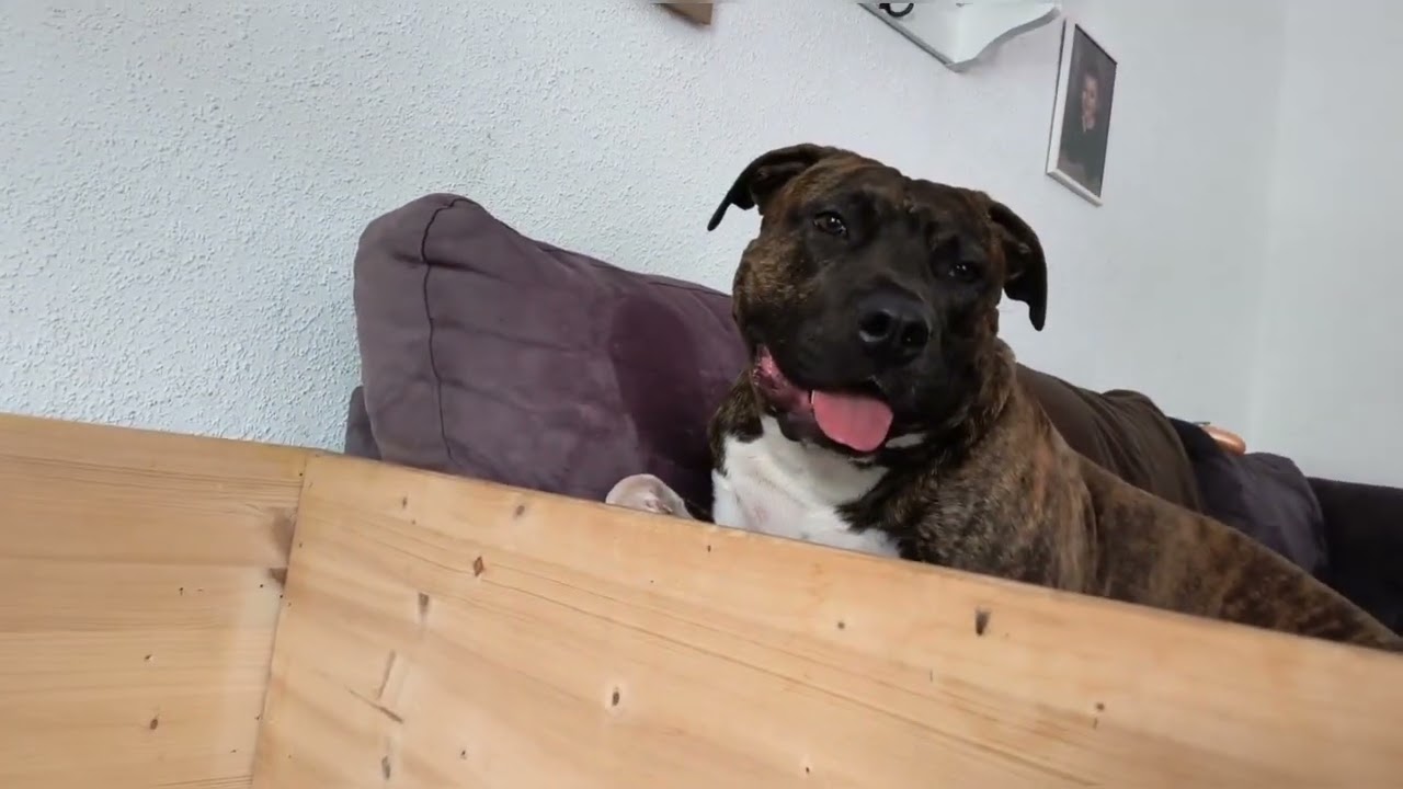 Das Wunder des Lebens, Am Staff Welpengeburt Hundegeburt