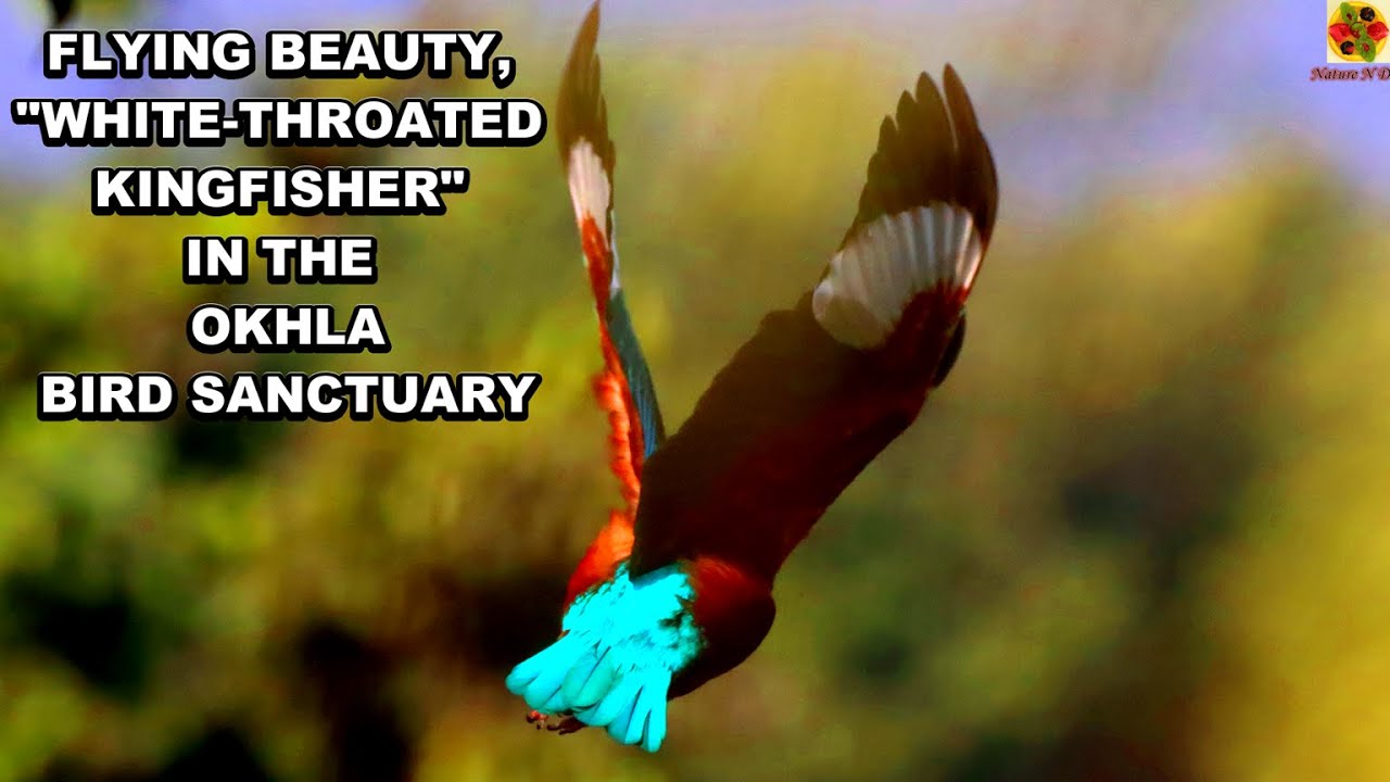 Lovely “WHITE-THROATED KINGFISHER” In OKHLA BIRD SANCTUARY. WHITE-BREASTED KINGFISHER Documentary.