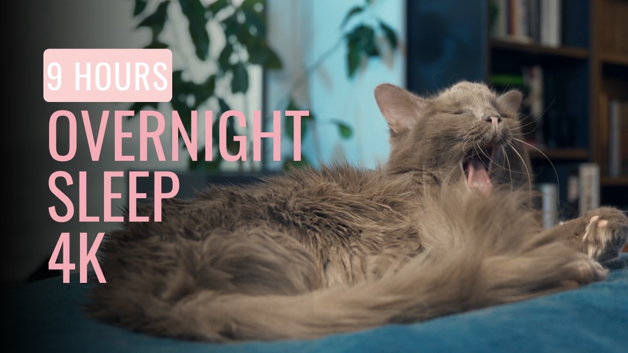 9 HOURS Overnight Cat Sleep Loop 🌙 | Insomnia Relief