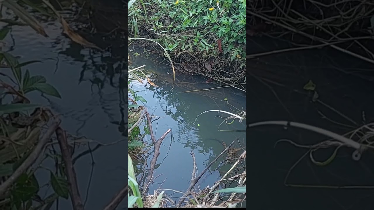 Fishing for wader at its nest