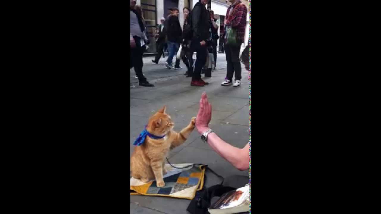 Gimmie 5 - Street Cat Bob