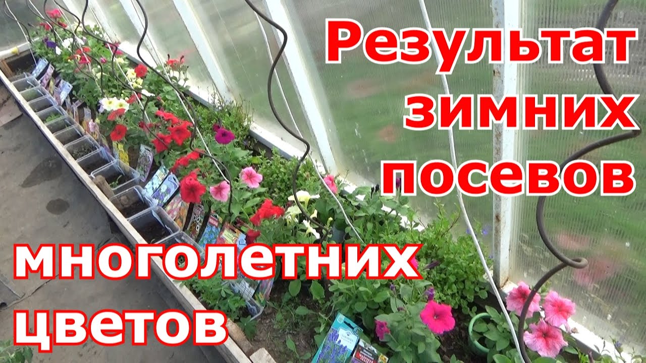 Результат зимнего посева многолетних цветов. Крепкая закаленная рассада без усилий