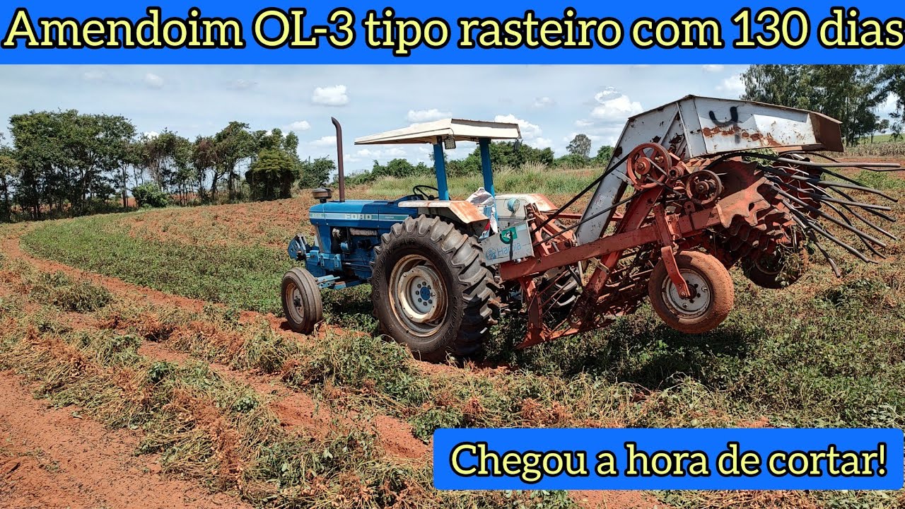 Arrancando amendoim OL-3 com 130 dias | alterando algumas regulagens do cortador e testando!