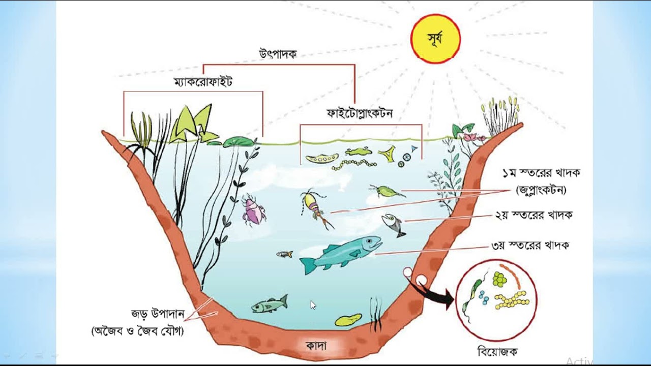 একটি পুকুরের বাস্তুতন্ত্র (Ecosystem of a pond)