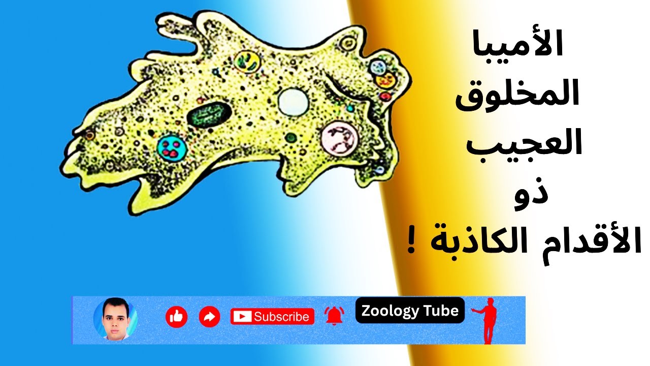 🦠 الأميبا: الكائن العجيب | مثال حي على طائفة اللحميات