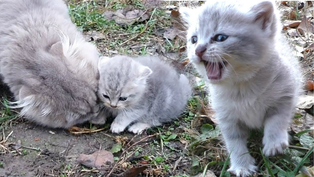 Нашли ли мы приемную маму для котенка?