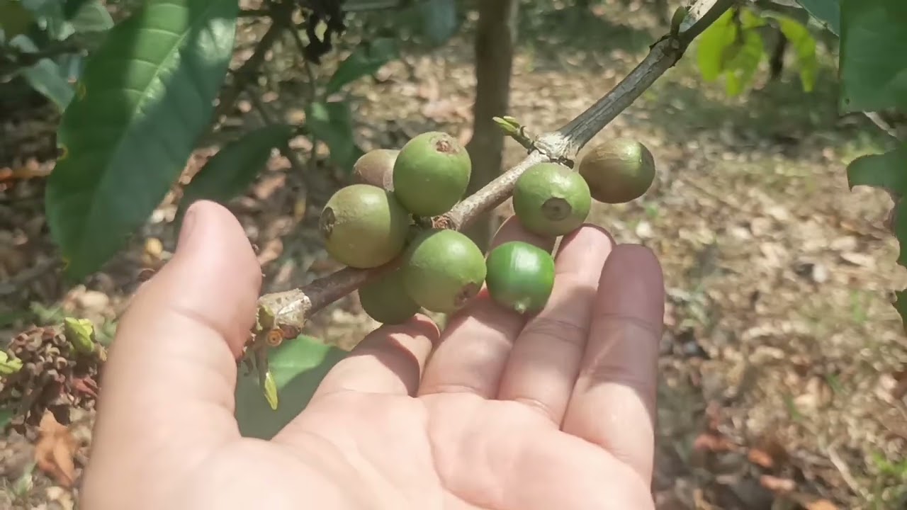 Perbedaan buah dan daun kopi Arabika, Robusta, Liberika