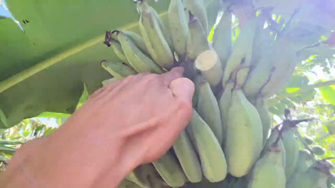 Winter Is Here! - Subtropical Food Forest Update (Agroforestry)