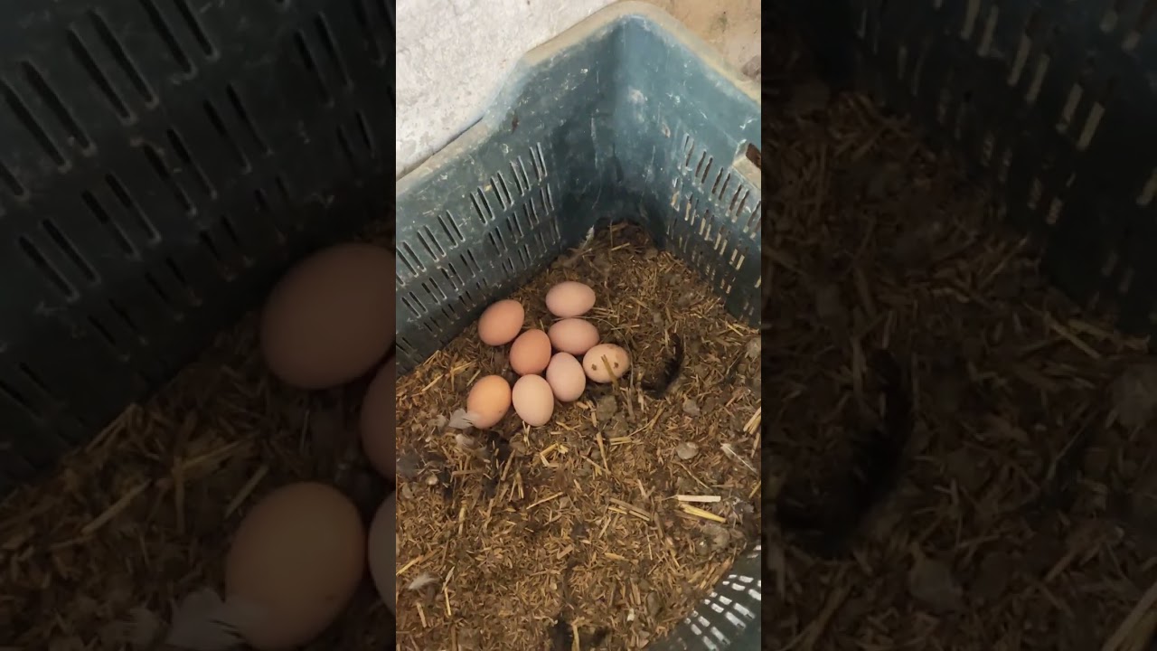 Sidhu Poultry Farm Day #1 Daliy Vlog #FarmLife #PoultryFarm#FarmerLife#DailyFarming#VillageLife 