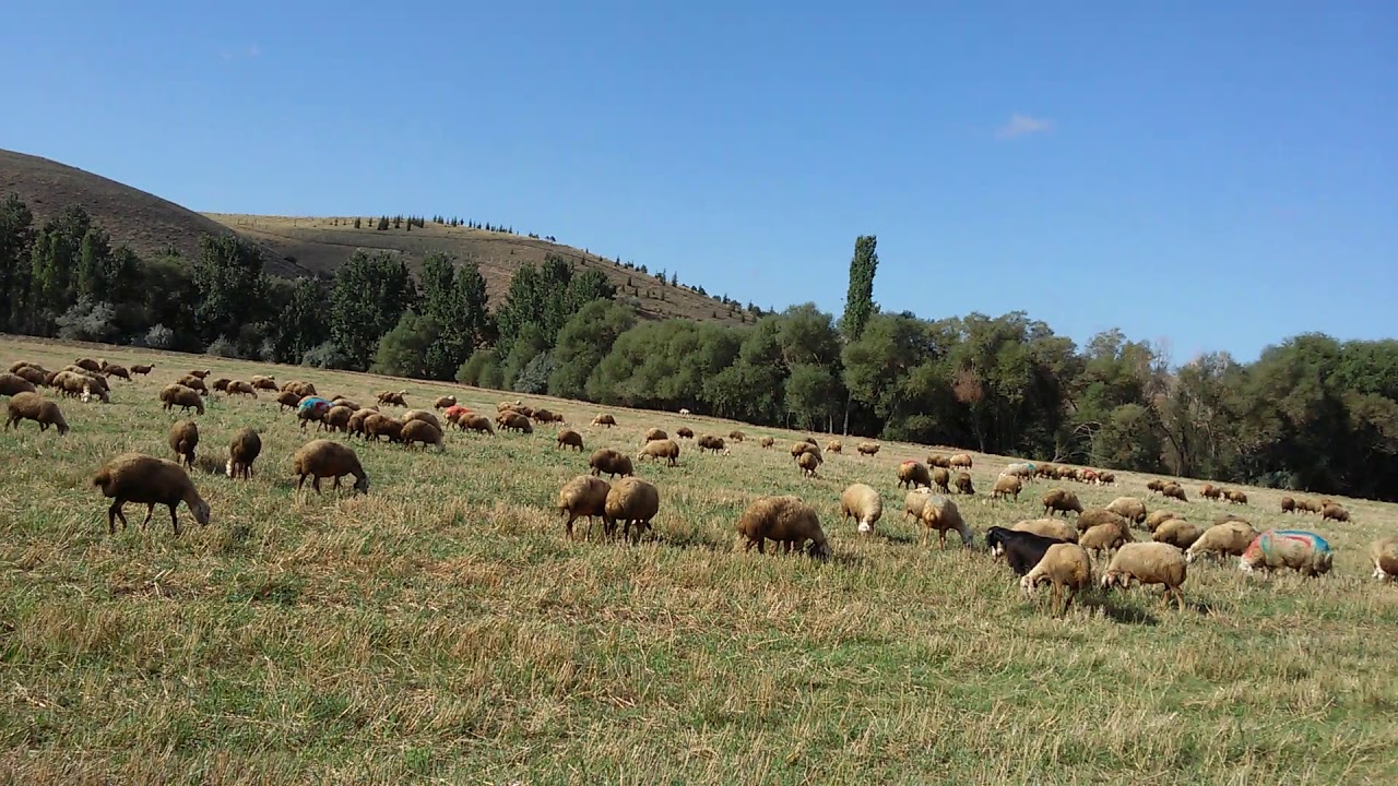 Aydın Battal - ALMANYA