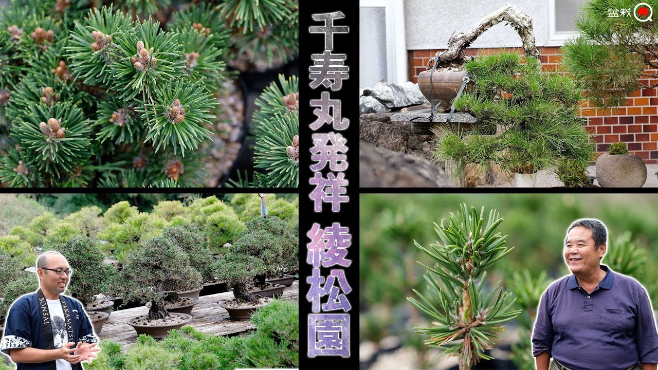 千寿丸の祖！接木処・綾松園で変わった松を堪能しました【盆栽Q】