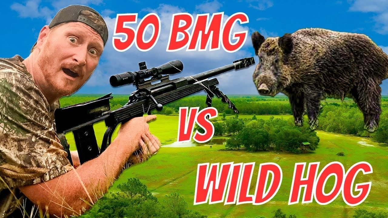50BMG Vs Wild Hog!! Warning Graphic Content!