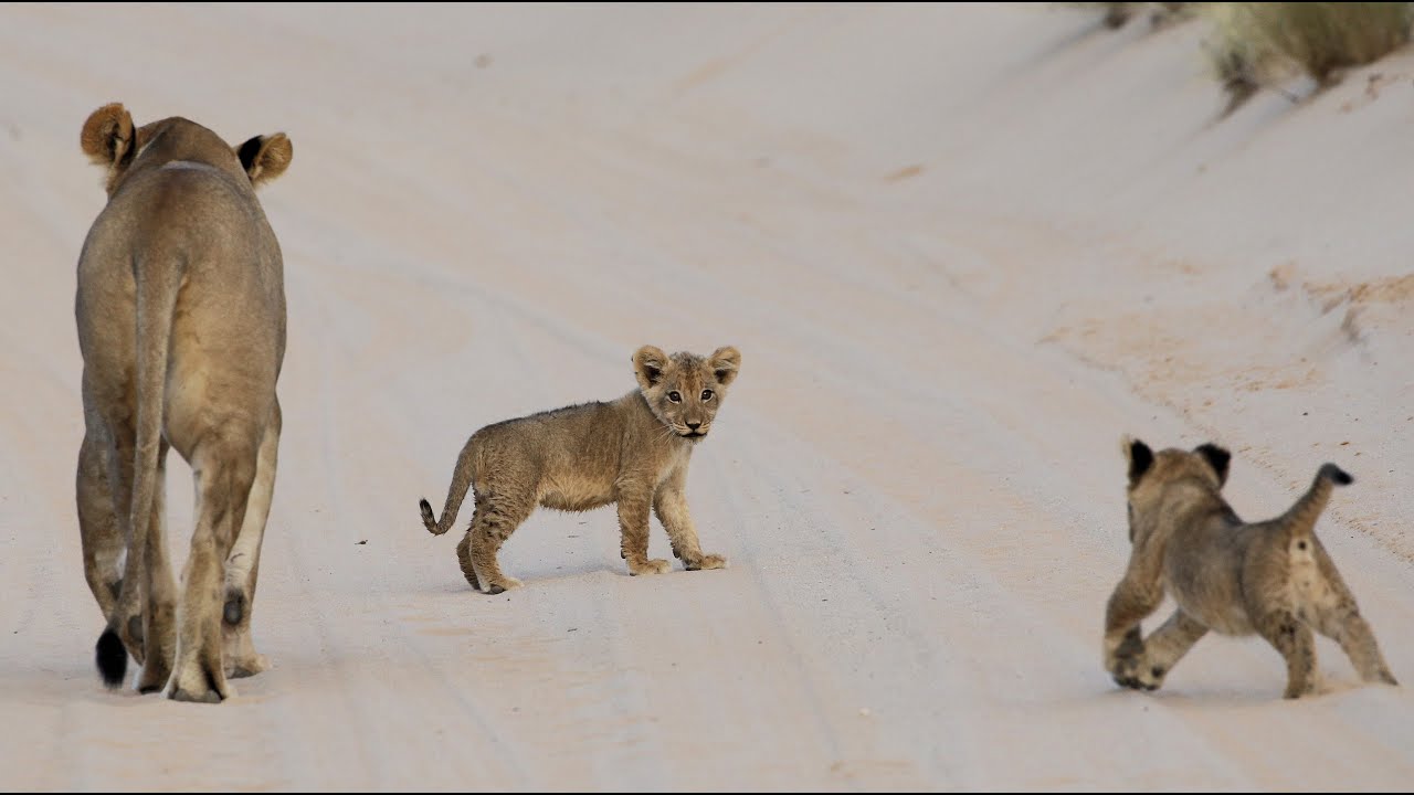 Polentswa Lions and Cubs Jan 2026