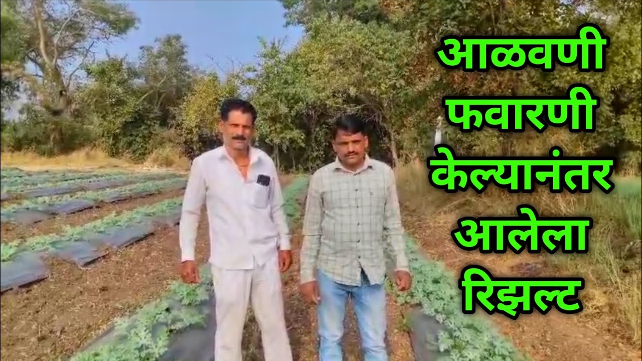 आळवणी फवारणी केल्यानंतर आलेला रिझल्ट | agri consultant Chandrakant mozar 