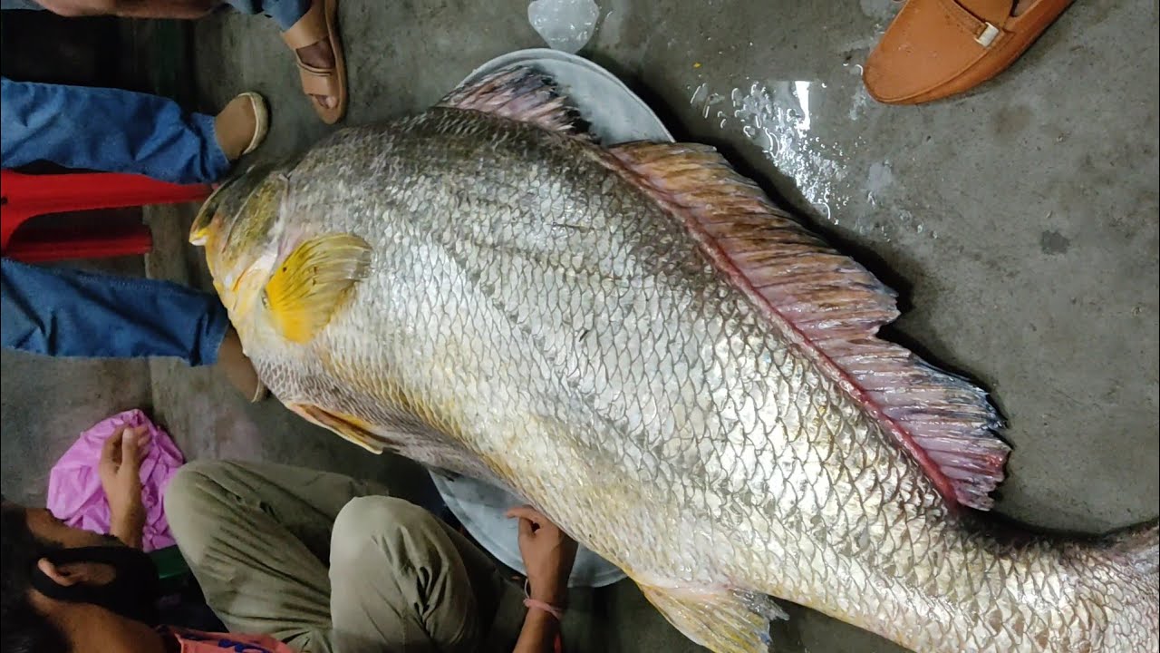 Amazing Big Size Viral River Fish In Sundarban Fish Market #shorts #viral