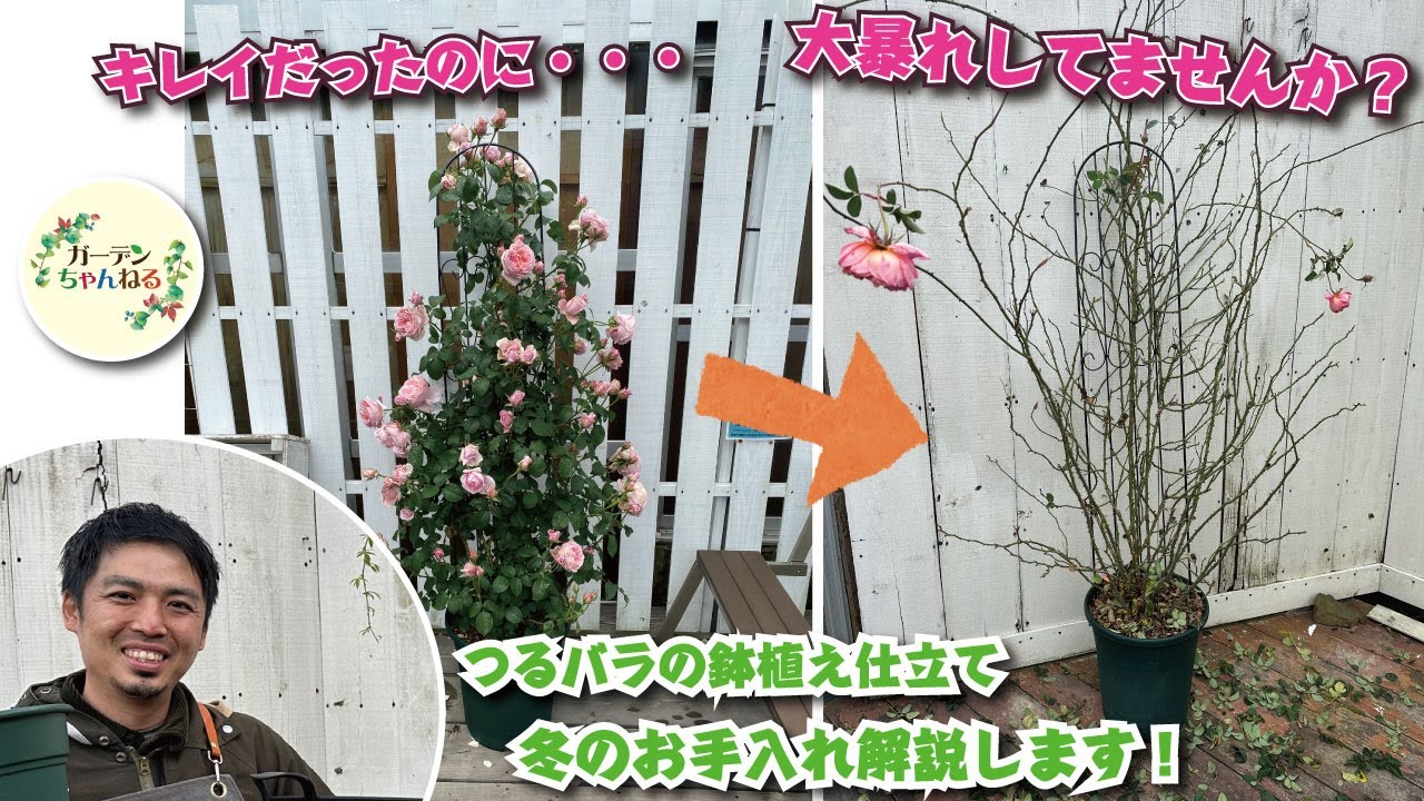 【鉢植えのつるバラ】冬のお手入れ解説します！