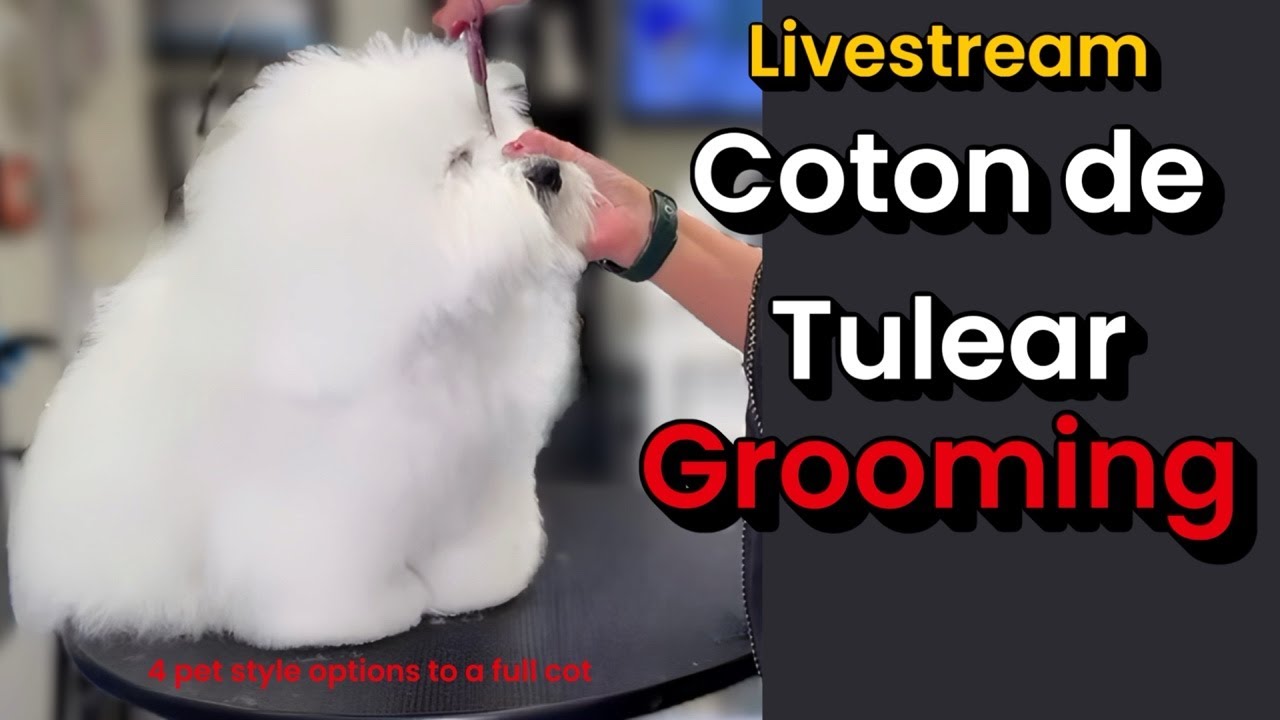 Coton de Tulear Grooming. 4 pet trims that are alternatives to full coats.