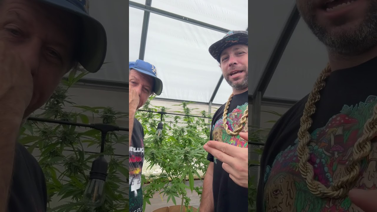 Grape Melon Burst hunt with Da Ricky Show. Canna Research x 808 Genetics  hunting  for big washers