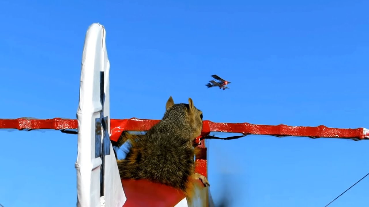 red baron squirrel 🟥🐿️