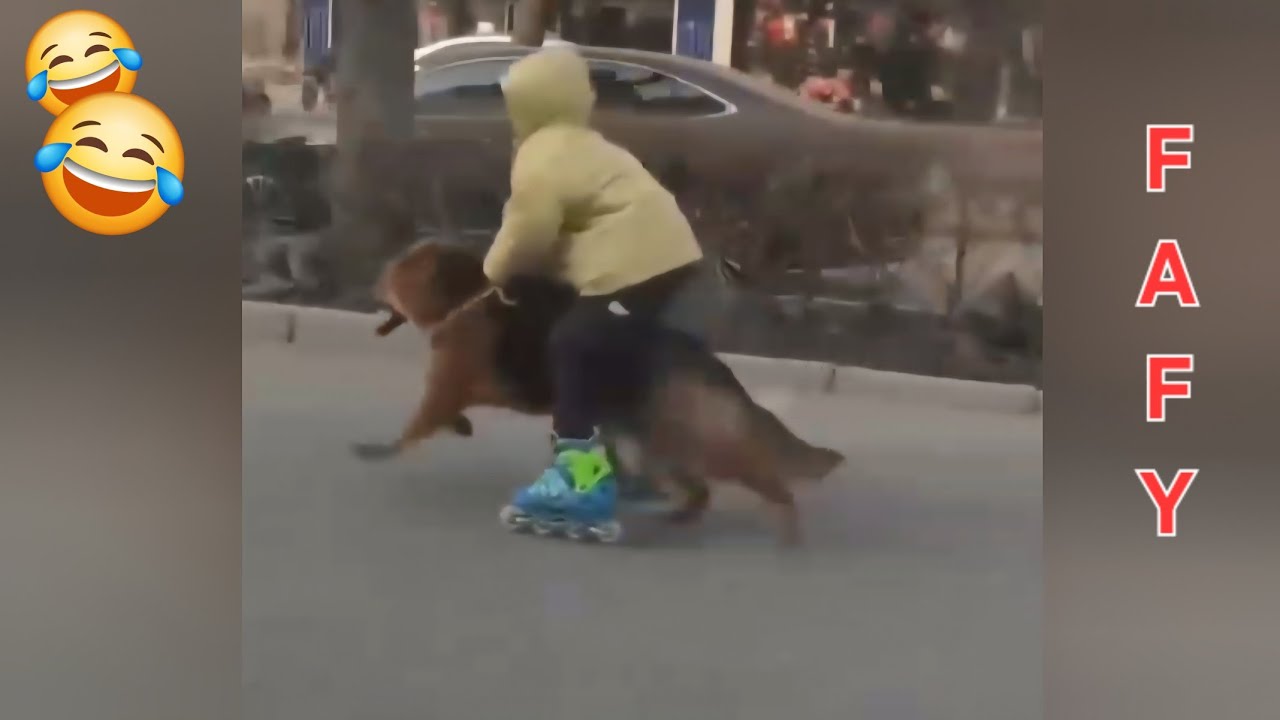 Забавные видео про животных. Кошки и собаки. 🤣 #2026