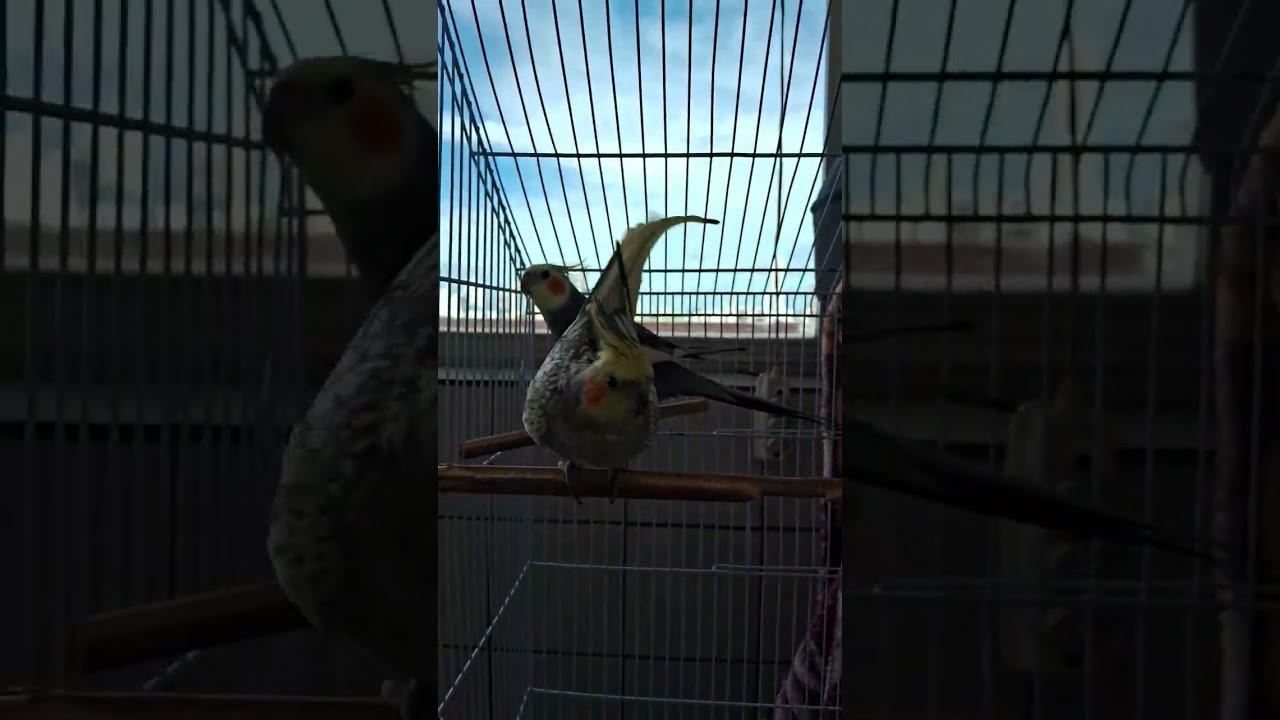 Ele est&aacute; cantando pra ela bebe fofo e lindo