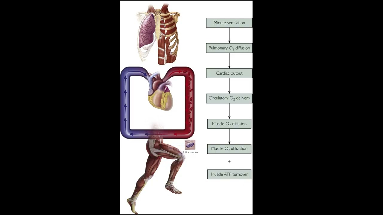 Breakthroughs: Metabolic Secrets For Performance Gains