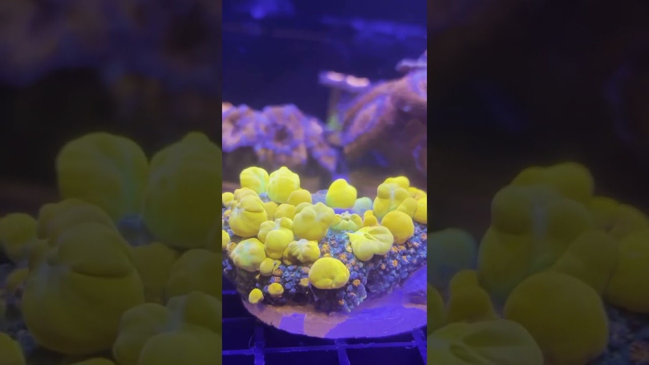 Would you buy this $1k OG Bounce mushroom?! #reeftank #nanoaquarium #aquarium