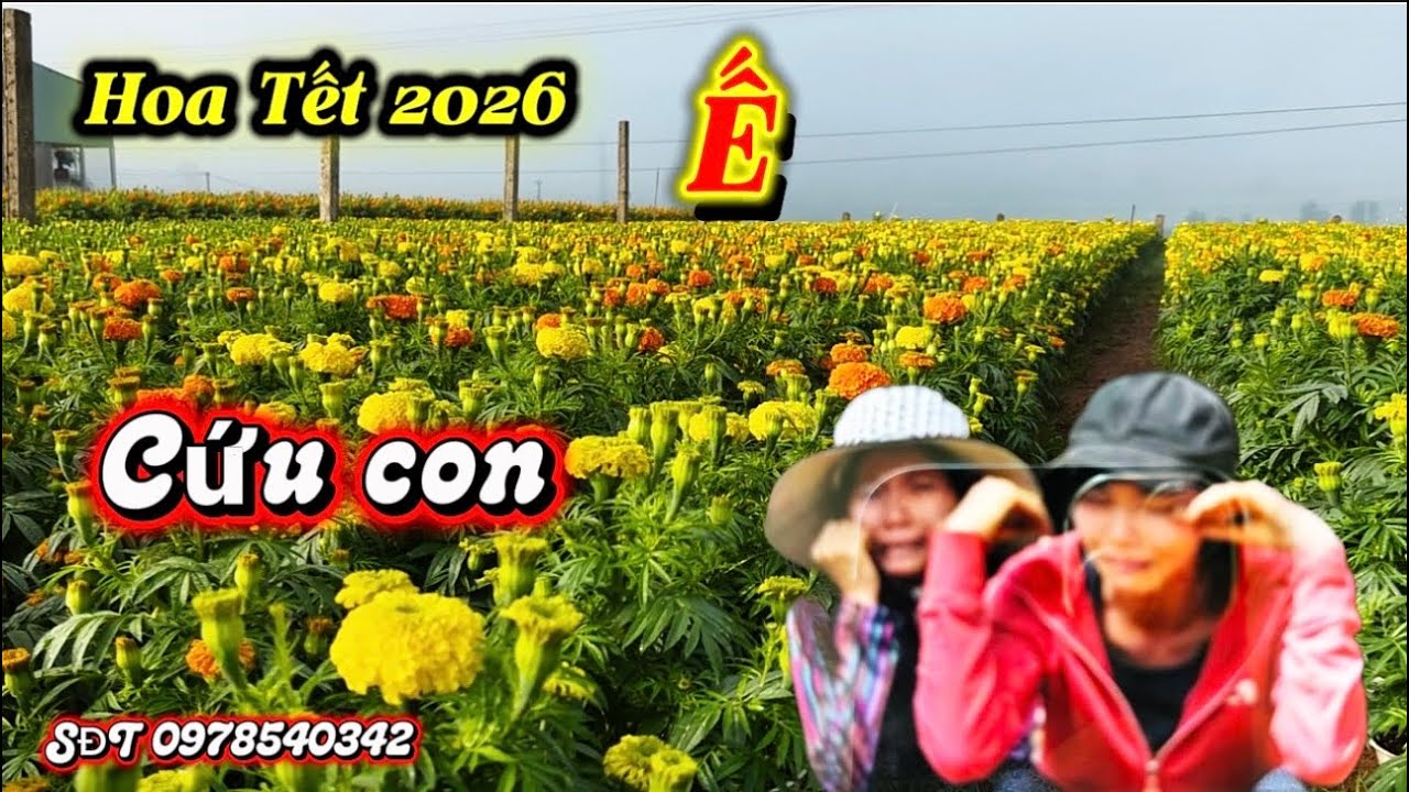 Hàng100 ngàn chậu hoa vạn thọ Tết 2026- không có người mua 