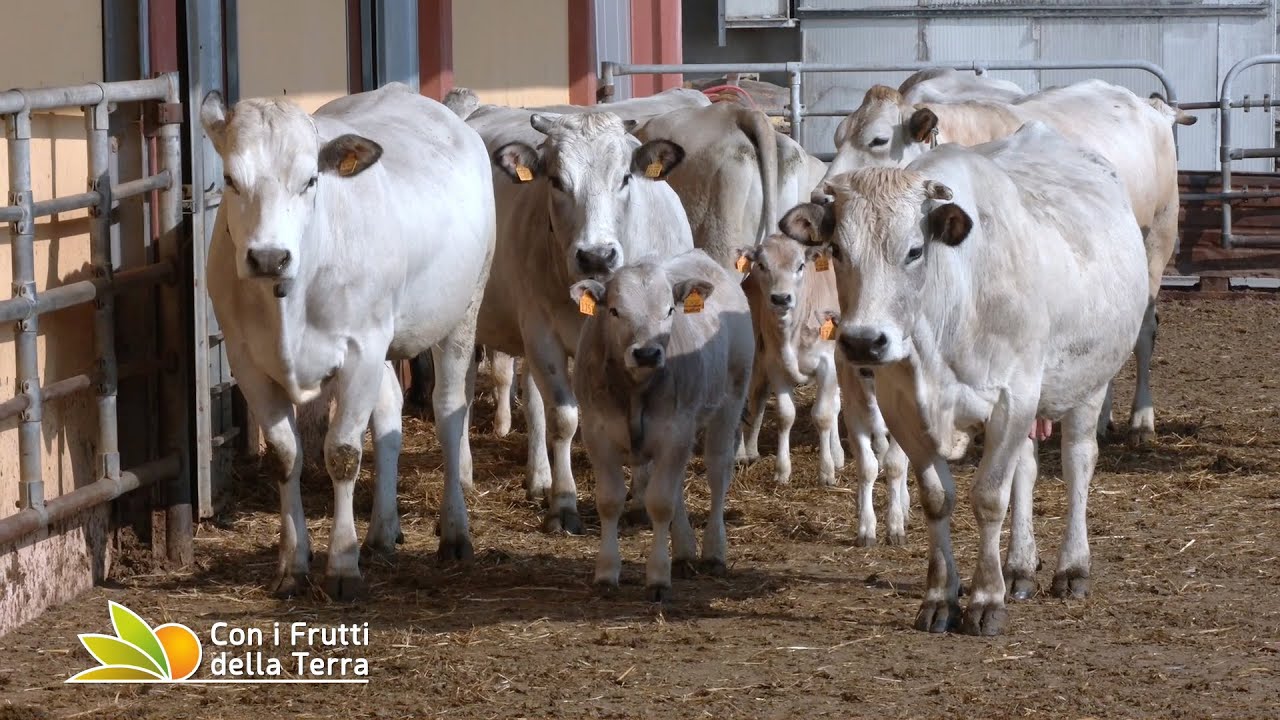La Piemontese si racconta
