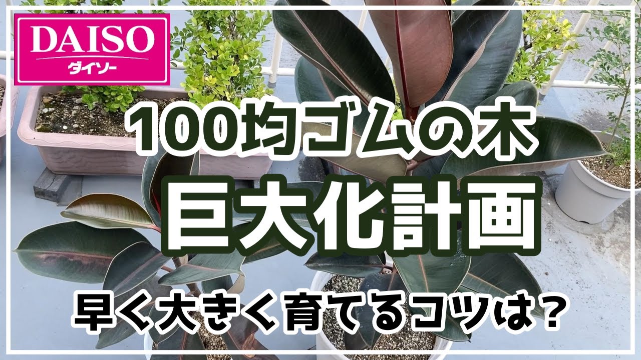 【観葉植物】ゴムを早く大きく育てるには？
