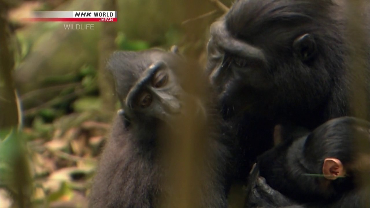The Monkey with a Thousand Faces 720p HDTV