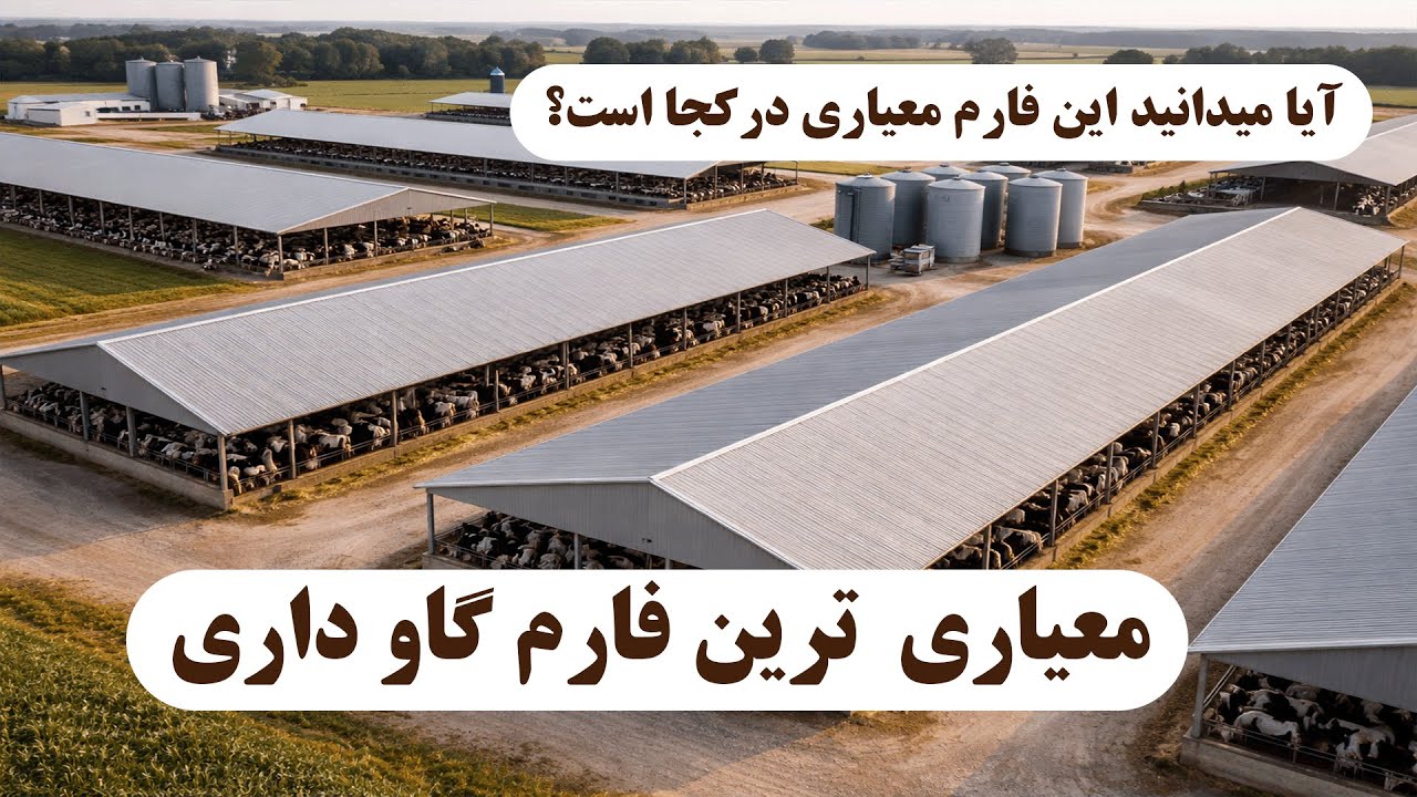 گزارش شفیق عزیزی معیاری ترین فارم گاو داری