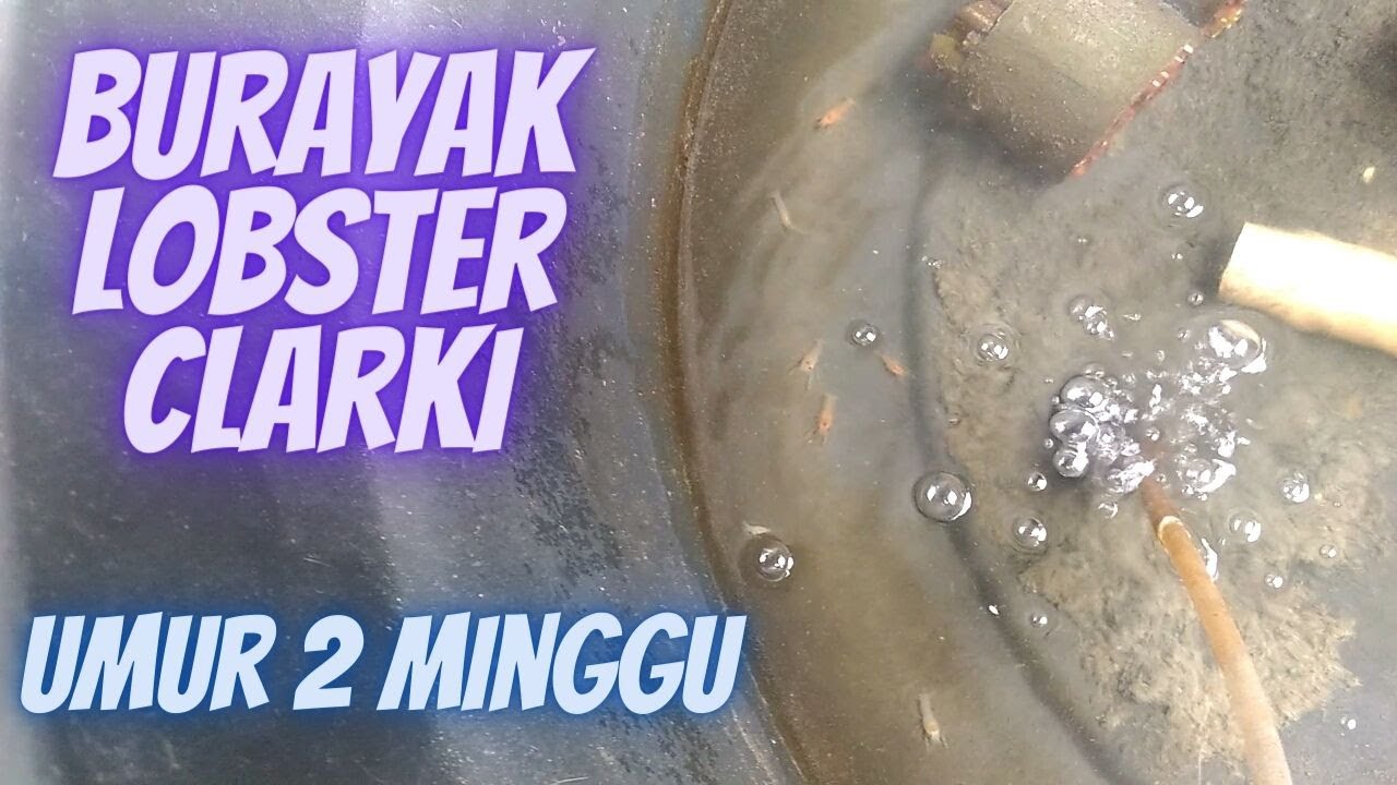 Burayak Lobster Air Tawar Clarki Berumur 2 minggu.