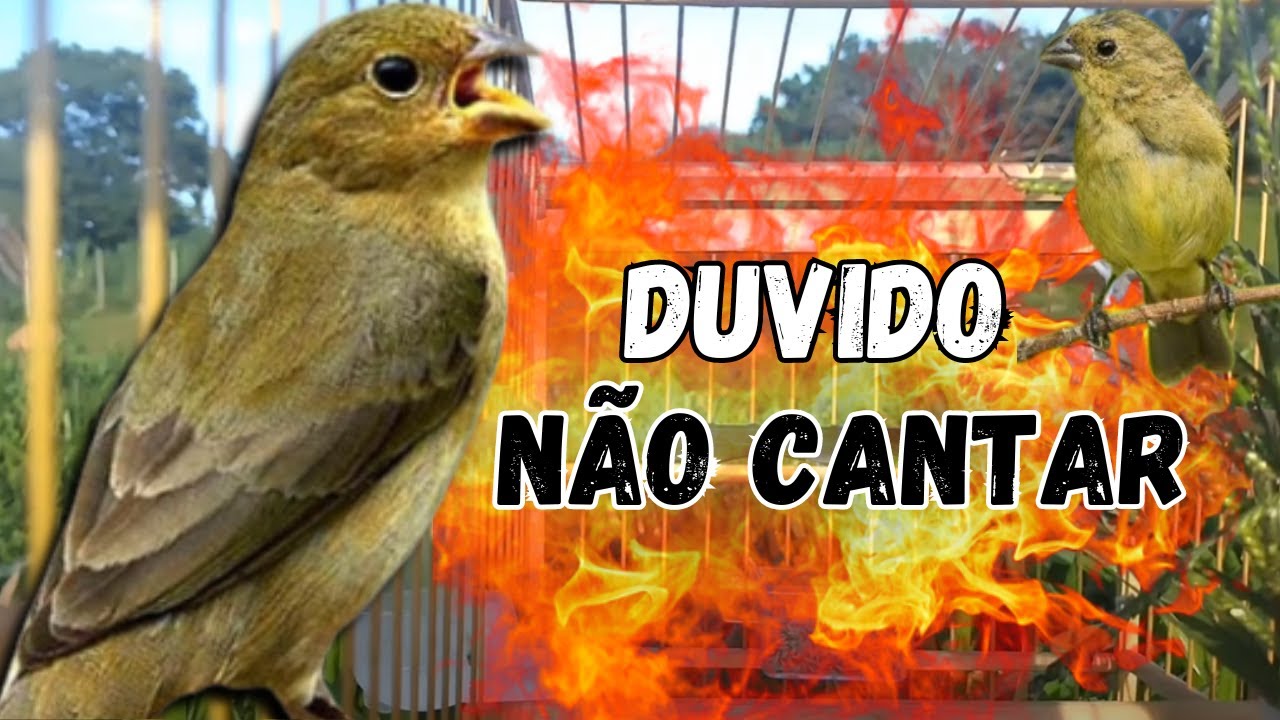 Piado de Fêmea de Coleiro Com Piado de Fêmea de Coleiro Quente para Esquentar Coleiro tui tui