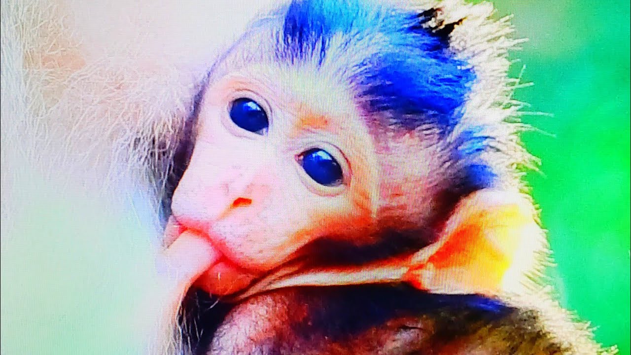 Newborn baby is only breastfed, the rash is not silent ...!  MMO Monkey