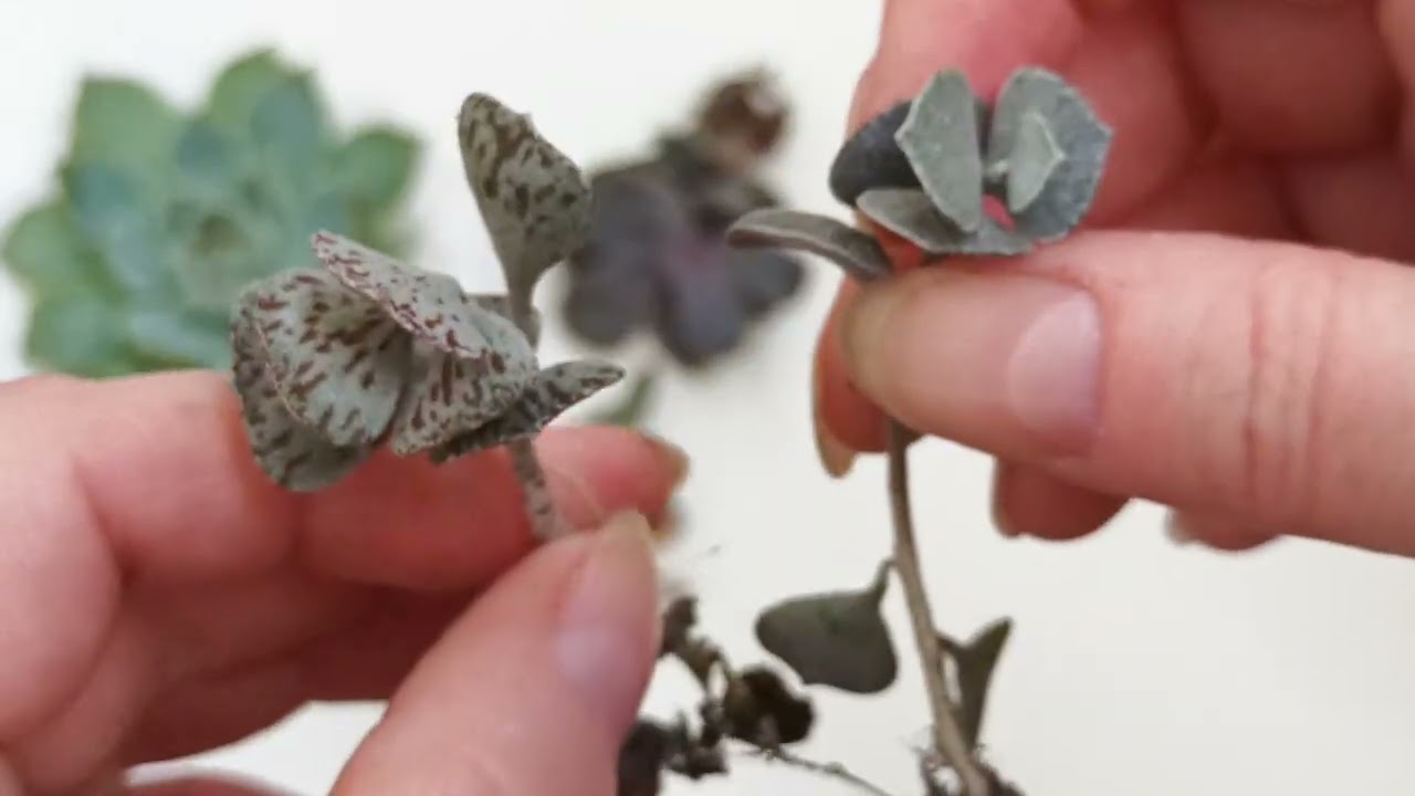 СУККУЛЕНТЫ🌱ПОСЫЛКА-ПОДАРОК от Иры