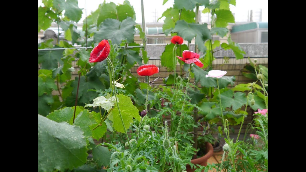 Poppy Growing II 2022 - Transplanting Potting in Sky Garden